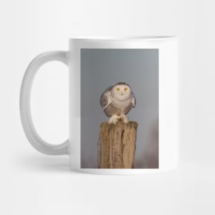 Snowy Owl prepares for liftoff Mug